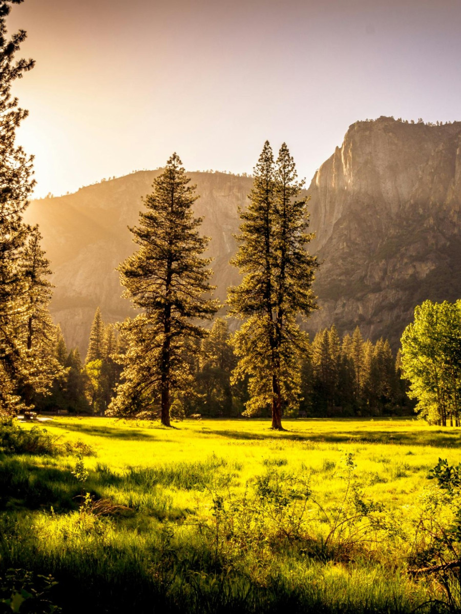 Gr&uuml;ne Saftige Wiese mit B&auml;umen vor einer Berglandschaft in der D&auml;mmerung